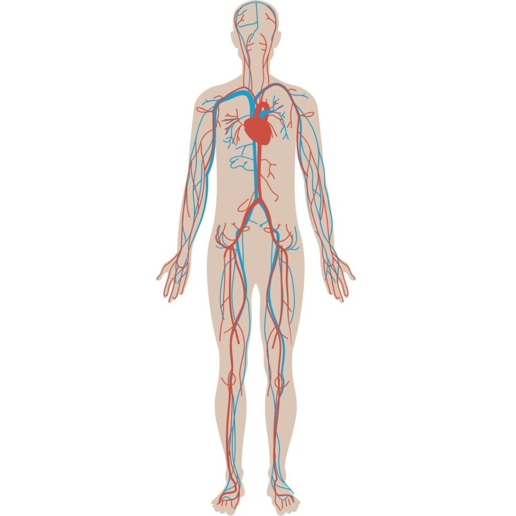 Circulation sanguine