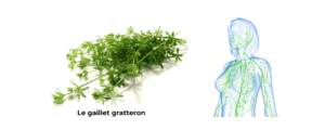Gaillet gratteron