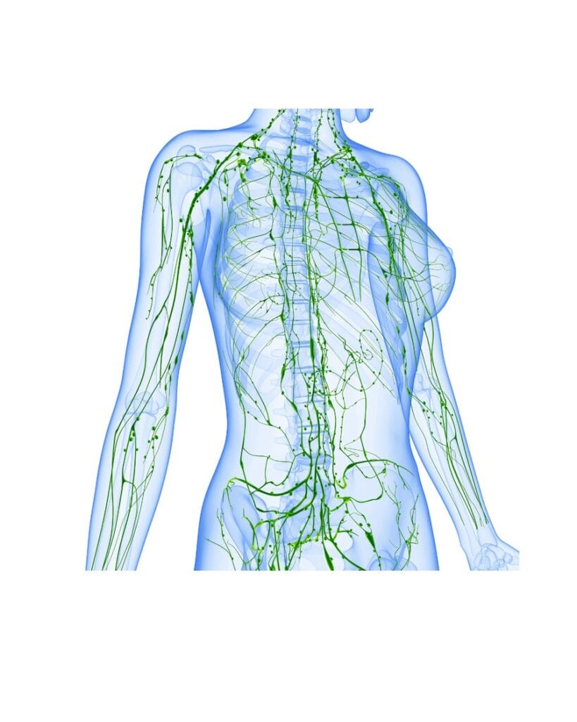 Système lymphatique