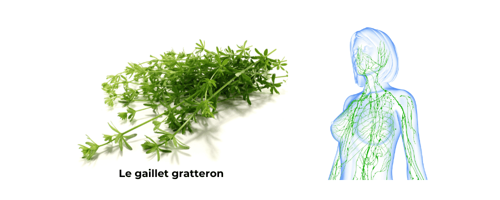 Gaillet gratteron
