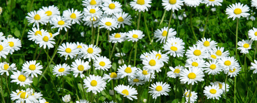 huile de pâquerette